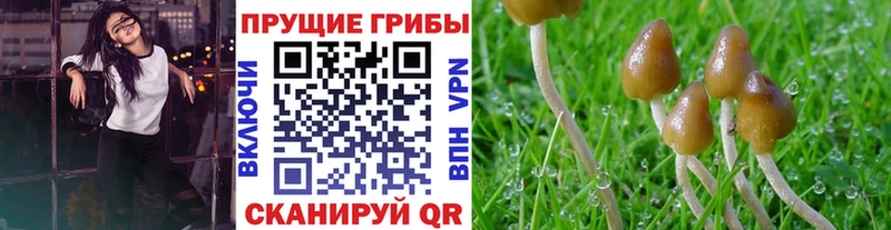 нарко площадка официальный сайт  как найти закладки  Северобайкальск  Псилоцибиновые грибы GOLDEN TEACHER 
